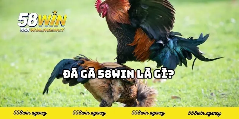 Đá gà 58WIN là gì?