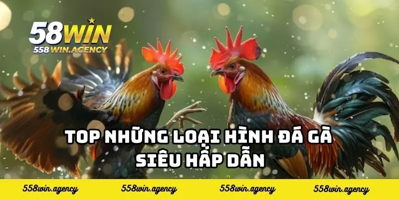 Top những loại hình đá gà siêu hấp dẫn