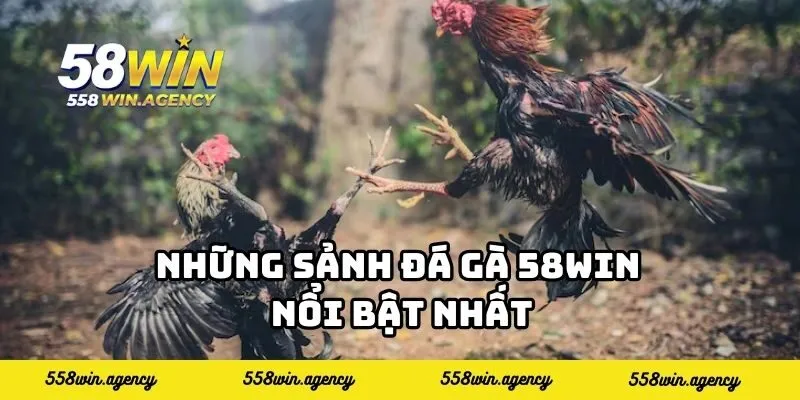 Những sảnh đá gà 58WIN nổi bật nhất