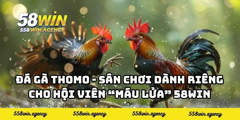 Đá Gà Thomo