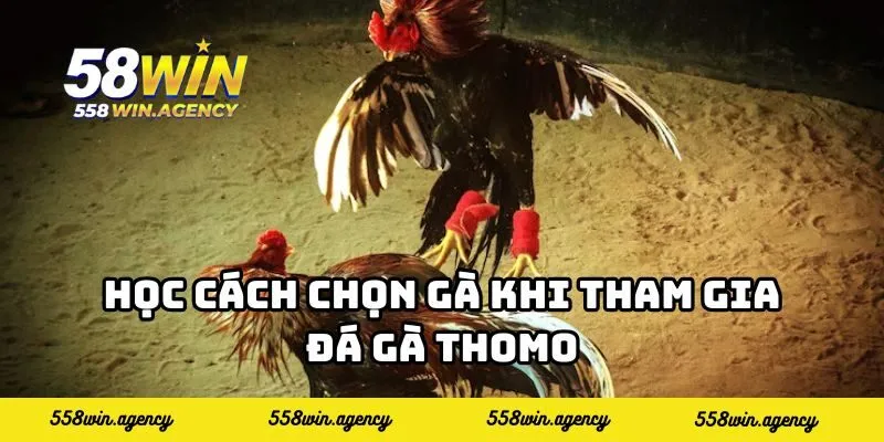 Học cách chọn gà khi tham gia đá gà Thomo