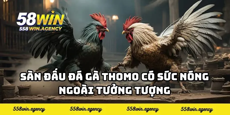 Sàn đấu đá gà Thomo có sức nóng ngoài tưởng tượng